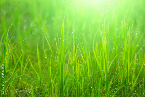 Close up fresh green grass with drops. Nature Background