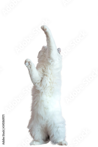 an adult white furry cat stands on its hind legs and plays.