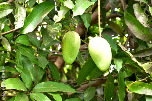 Bunches of organic raw mangoes in Thai mango gardens.
