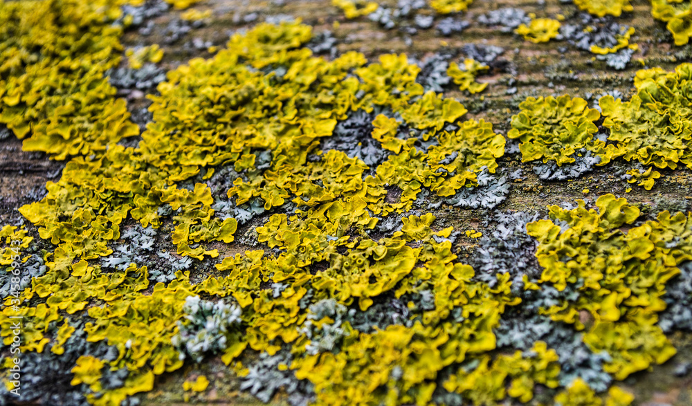 lichen on a rock