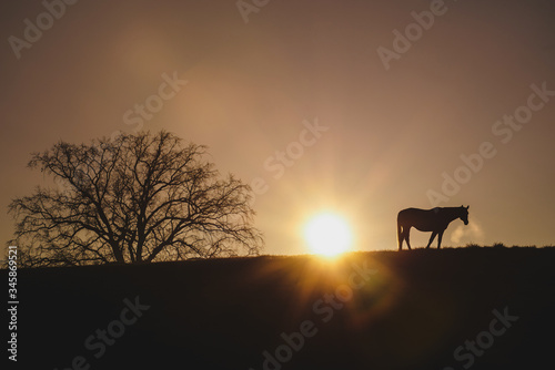 Silhouette of a horse and a tree against the background of the rising sun. Horizontal landscape