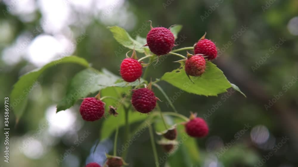 Raspberry bush with berries. Raspberry bush in summer. Fresh raspberry. Raspberry bush with berries. Raspberry bush in summer. Fresh raspberry.