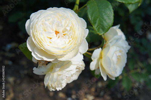 Shrub of white english climbing rose claire austin flowers photo