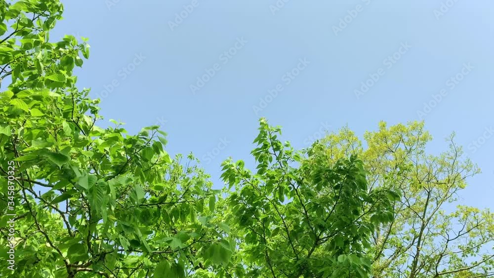 揺れる木々 揺れる木々