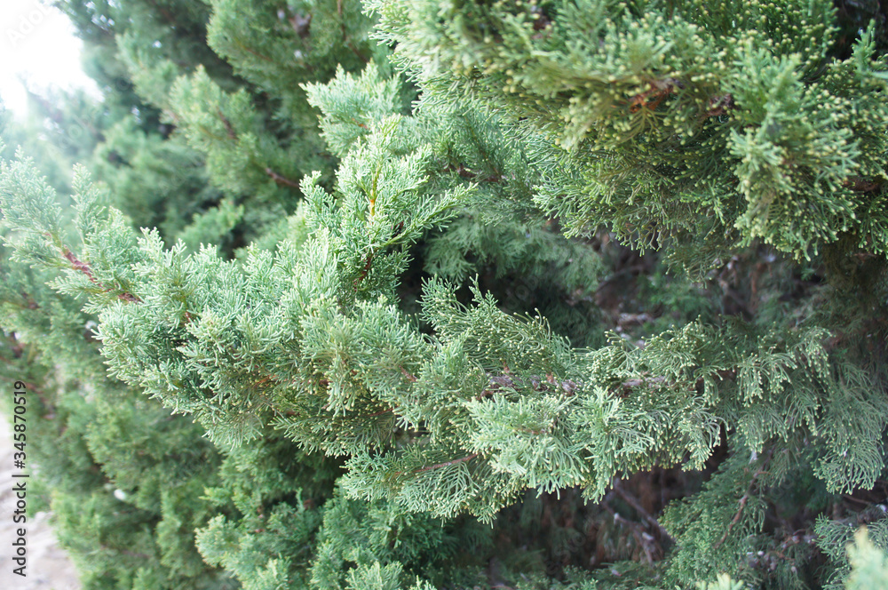 juniperus media pfitzeriana glauca juniperus media pfitzeriana glauca