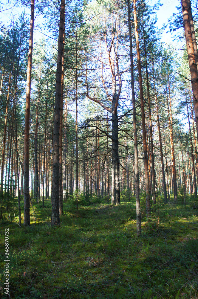 pine tree with curved branches in forest