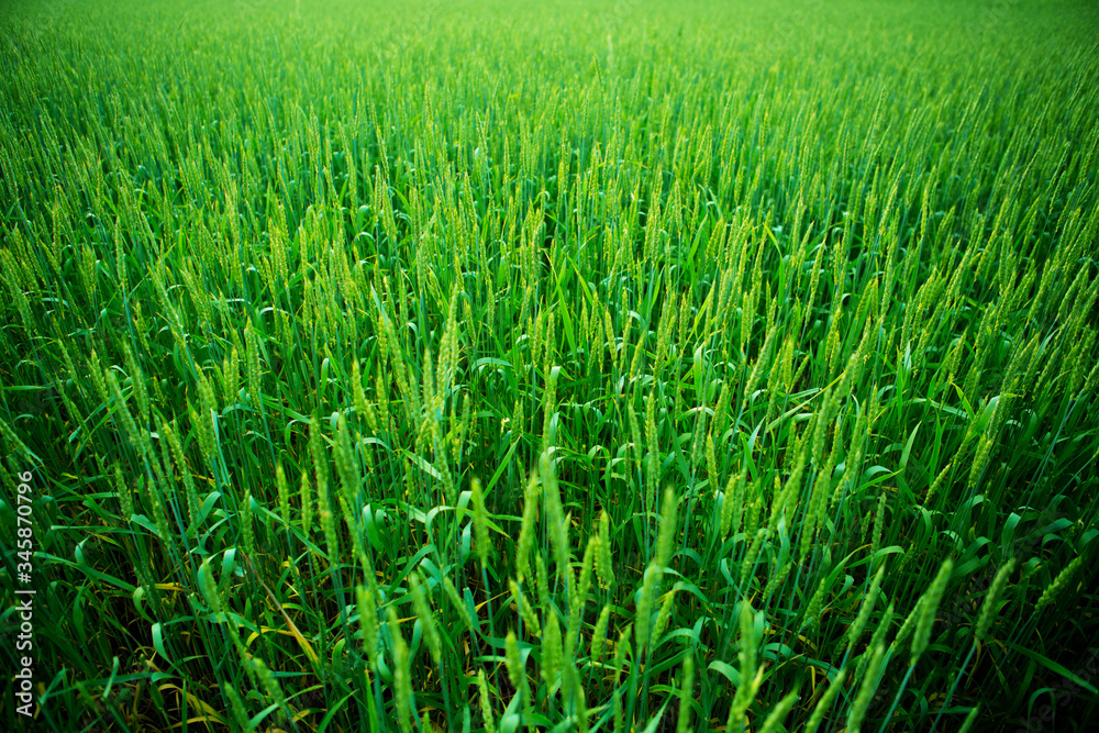 Green field of unripe wheat or rye. Nature background.