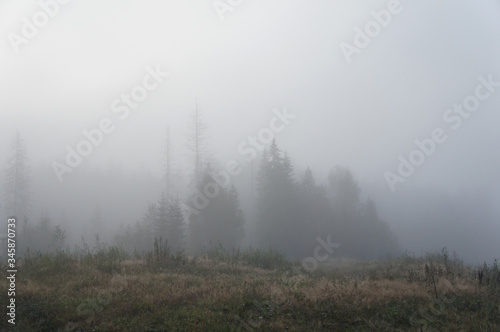 Trees in misty forest landscape