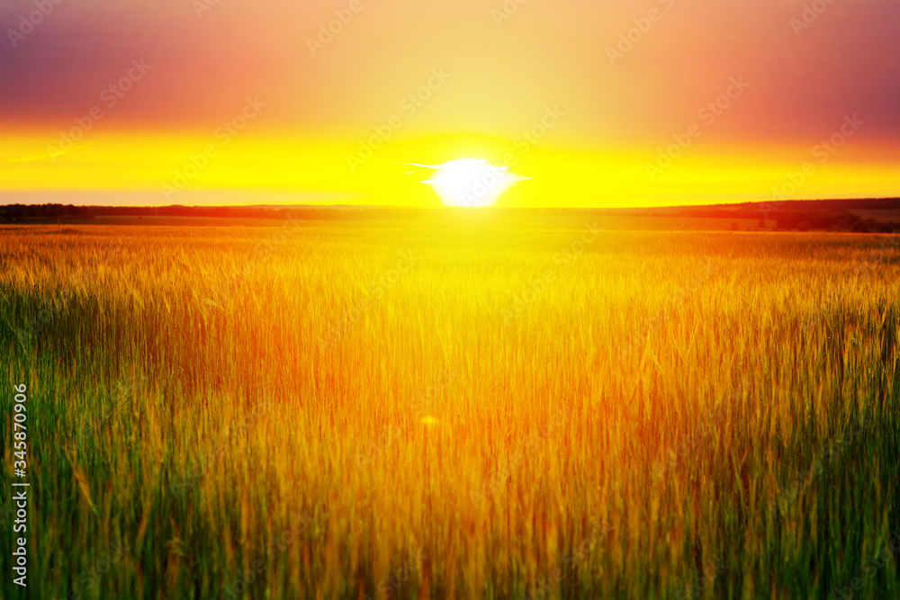 Sunset on the field of wheat. Composition of nature. Nature background.