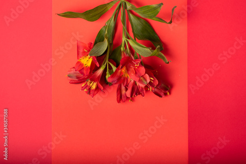 Red flower bouquet lying on a red and bright pink surface. Creative image for womens holidays, postcards. Copy space, top view