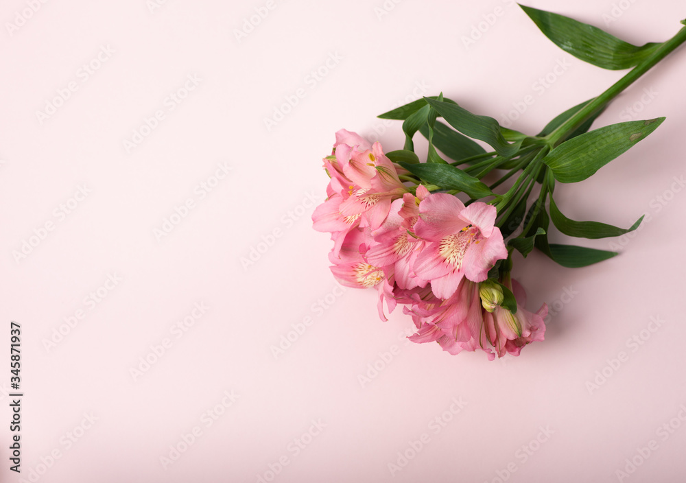 Pink flower bouquet on a light-pink surface. Top view, copy space. Mothers day, present for girls concept