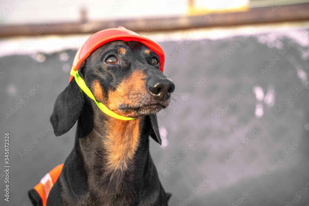 Dachshund dog, black and tan, in an orange construction vest and helmet against a black wall at a construction site
