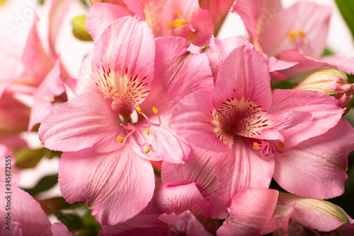 Beautiful pink spring flowers, close-up image