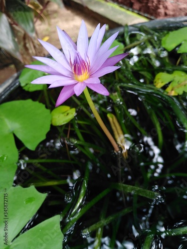 Flower of nilmanel  photo