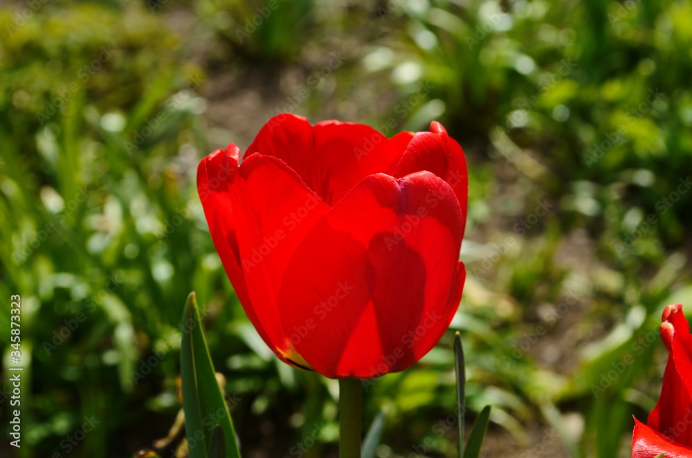 Tulip flowers bloom in spring background the background of blurry tulips in a tulip garden. Nature.