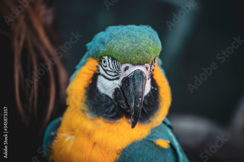 Blue and yellow macaw ara