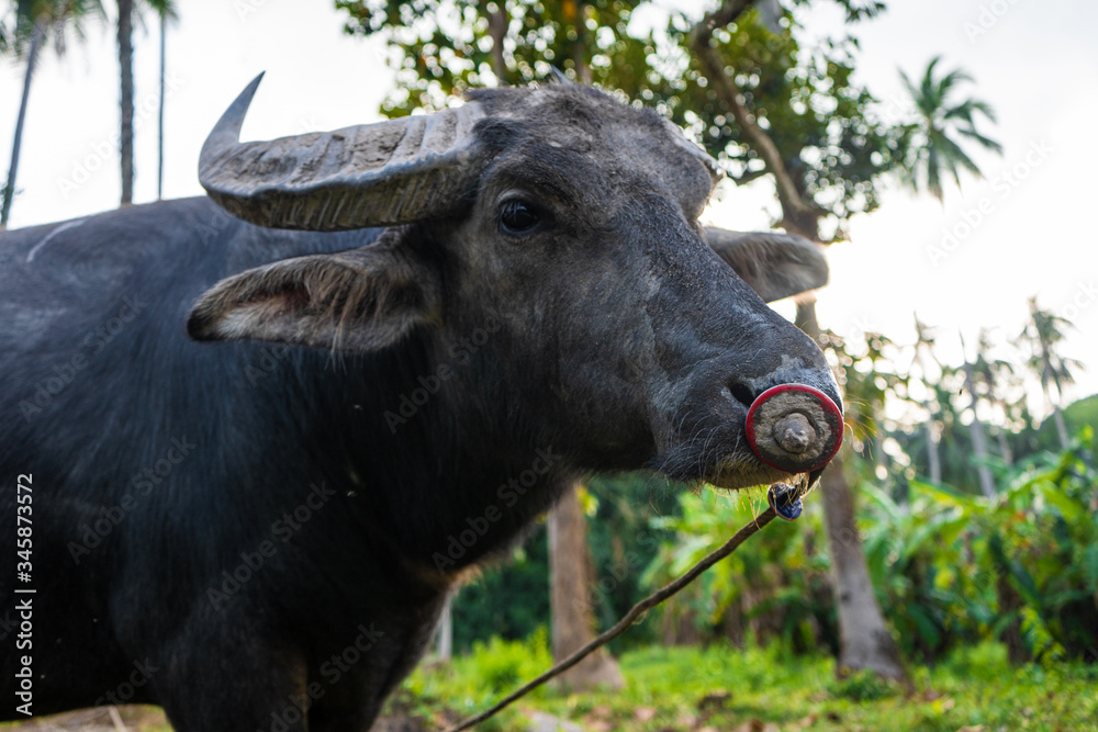 Black buffalo grazes in a meadow in the tropical jungle Black buffalo grazes in a meadow in the tropical jungle