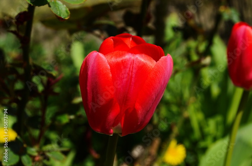 Tulip flowers bloom in spring background the background of blurry tulips in a tulip garden. Nature.