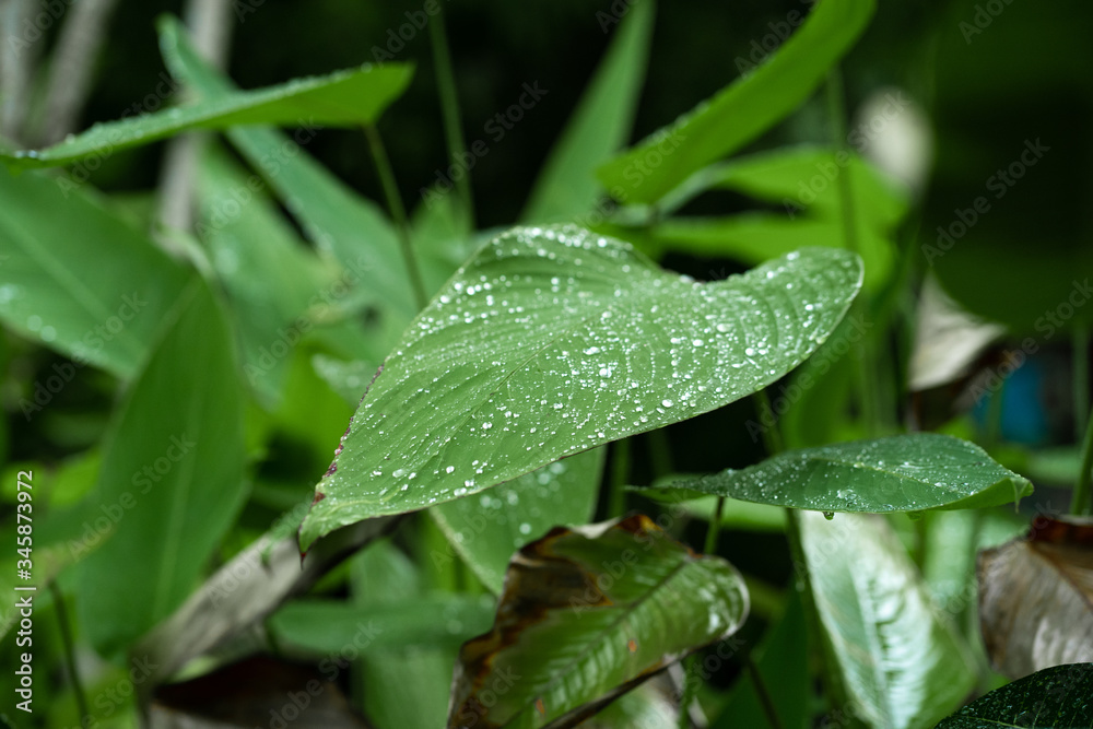 Raindrops on a green leaf. Natural hydration of plants.