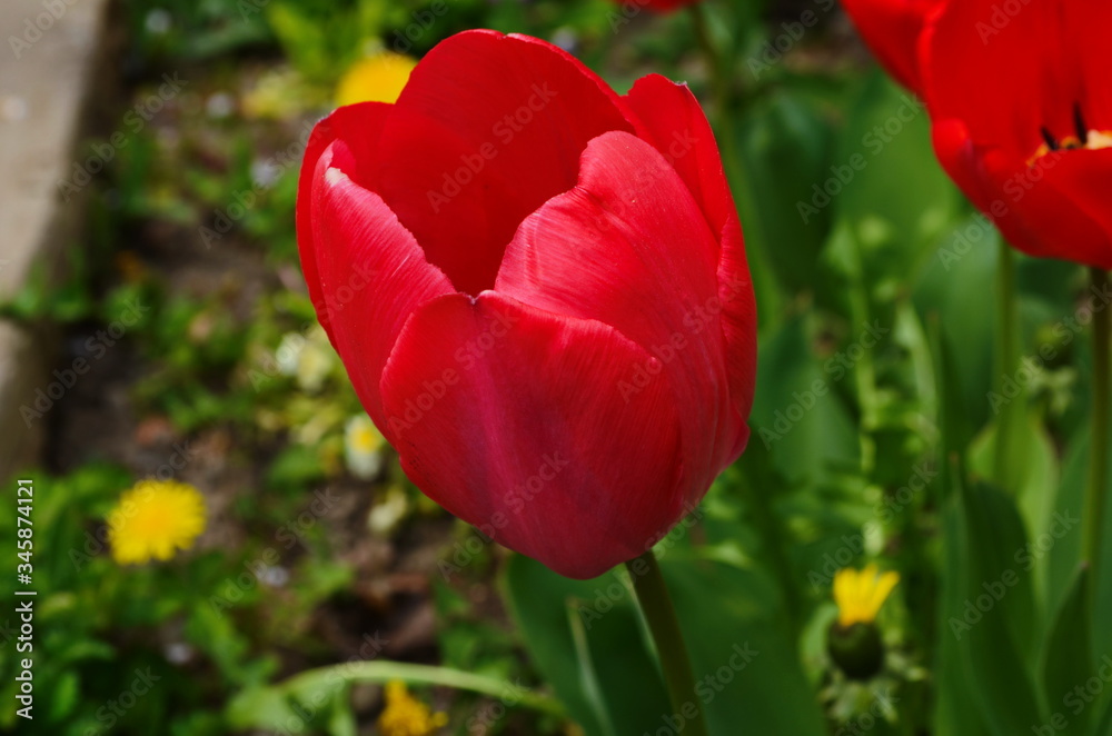 Tulip flowers bloom in spring background the background of blurry tulips in a tulip garden. Nature. Tulip flowers bloom in spring background the background of blurry tulips in a tulip garden. Nature.