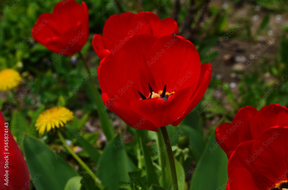 Tulip flowers bloom in spring background the background of blurry tulips in a tulip garden. Nature.