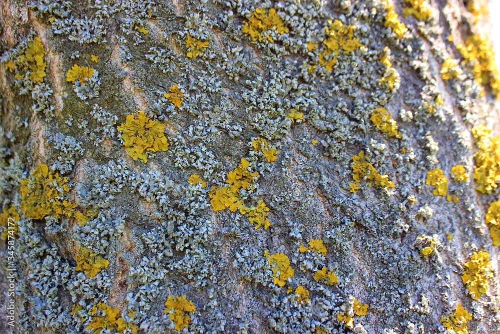 Lichen on tree bark, tree disease. Orange lichen closeup. Old tree.