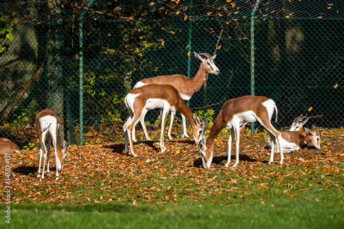 Dama gazelle, Gazella dama mhorr or mhorr gazelle is a species of gazelle photo