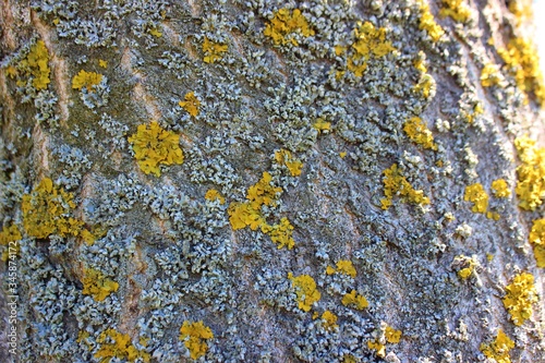 Obraz na płótnie Lichen on tree bark, tree disease. Orange lichen closeup. Old tree. w salonie