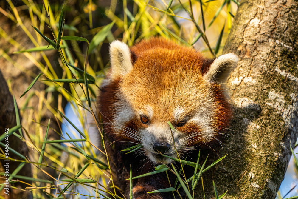 Fototapeta premium The red panda, Ailurus fulgens, also called the lesser panda.