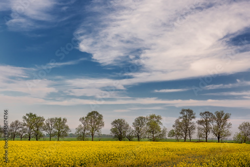 Spring landscape. Yellow fields of blooming rapeseed, young spring trees and the sky in the fenced countryside view.