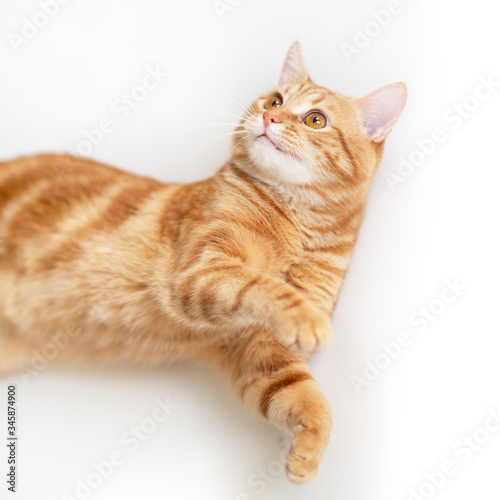 Beautiful young ginger cat looking up at copyspace. Adorable orange pet. Cute red kitten with classic marble pattern lies isolated on white background.