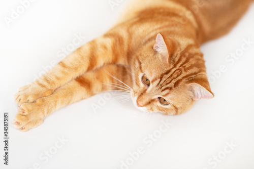 Beautiful young ginger cat looking down, well-fed and satisfied. Lovely orange pet. Cute red kitten with classic marble pattern lies isolated on white background.