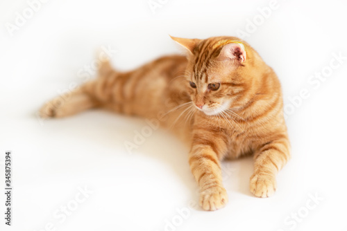 Beautiful young playful ginger cat looking down at copyspace. Adorable orange pet. Cute red kitten with classic marble pattern lies isolated on white background.