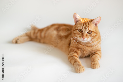 Beautiful young ginger cat looking at camera. Adorable orange pet. Cute red kitten with classic marble pattern lies isolated on white background.