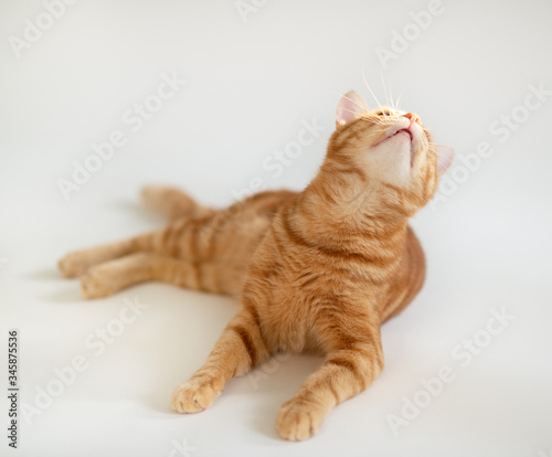 Beautiful young ginger cat looking up at copyspace. Adorable orange pet. Cute red kitten with classic marble pattern lies isolated on white background.