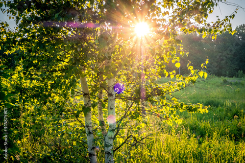 Sunset In Summer Birch Forest  Sunbeams through birch branches  Russia  Vladimir city  Russian Nature.