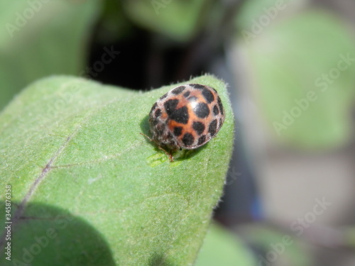 ナスの葉を食べるオオニジュウヤホシテントウ