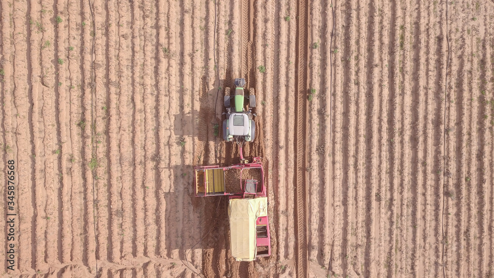 Harvesting potatoes with a combine harvester. Farm machinery harvesting potatoes. Harvesting potatoes with a combine harvester. Farm machinery harvesting potatoes.