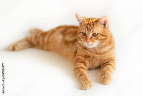 Fototapeta Naklejka Na Ścianę i Meble -  Beautiful young ginger cat. Adorable orange pet. Cute red kitten with classic marble pattern lies isolated on white background.