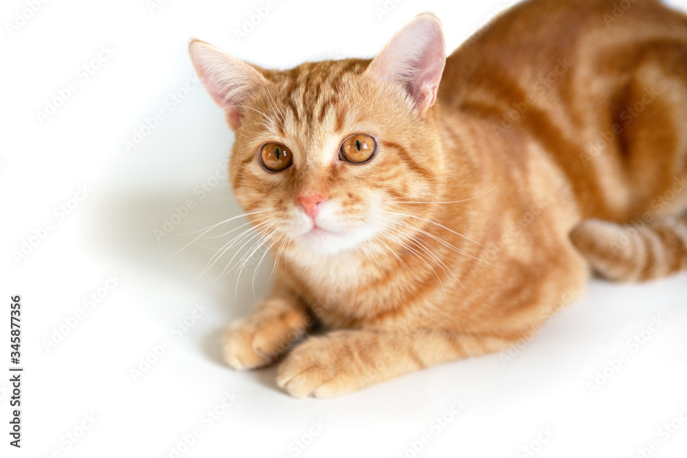 Funny young ginger cat looking at camera. Adorable orange pet. Cute tabby red kitten lies isolated on white background. Funny young ginger cat looking at camera. Adorable orange pet. Cute tabby red kitten lies isolated on white background.