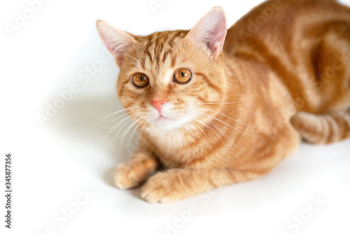 Funny young ginger cat looking at camera. Adorable orange pet. Cute tabby red kitten lies isolated on white background.