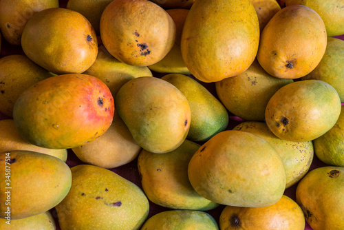 Alphonso mango. Ripe and juicy mangoes are preferred food in summer.  It has many health benefits. Mangoes taste so great that its called king of all fruits.  photo