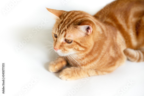 Cunning funny young ginger cat looking at copyspace, detail. Adorable orange pet. Cute tabby red kitten lies isolated on white background.