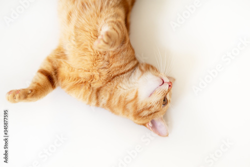 Fototapeta Naklejka Na Ścianę i Meble -  Beautiful young ginger cat looking up at copyspace. Adorable orange pet. Cute tabby red kitten lies isolated on white background.