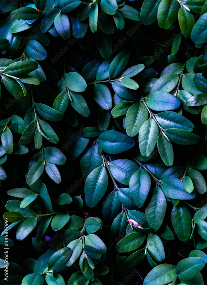 natural painting of green leaves on a black background natural painting of green leaves on a black background