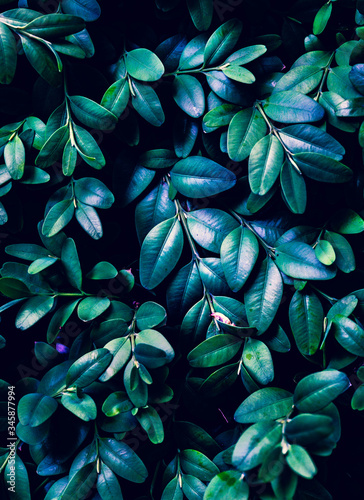 natural painting of green leaves on a black background