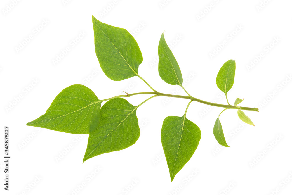 green leaf on a lilac branch on a white background, isolated green leaf on a lilac branch on a white background, isolated