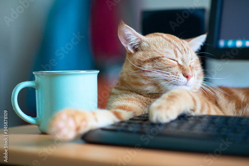 Beautiful young ginger cat well-fed and satisfied sleeps at home working place near keypad. Cute red kitten with classic marble pattern lies on table. Stay home, work home, quarantine