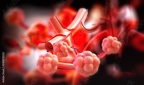 3d illustration of Alveoli in lungs - blood saturating by oxygen

 photo