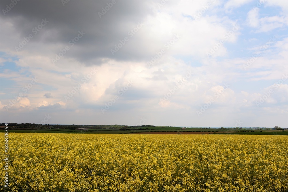 Rape seed oil crop, near Marr, Doncaster, South Yorkshire, England.